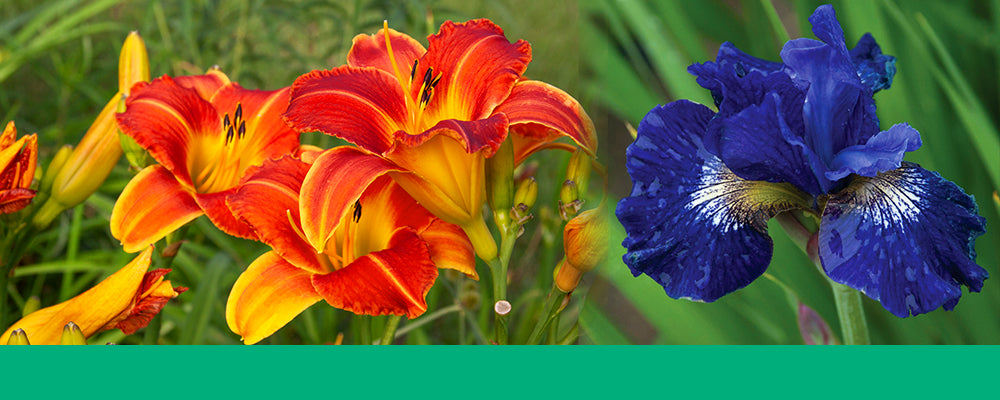 5-bulbs-to-add-perennial-garden-daylily-iris-header
