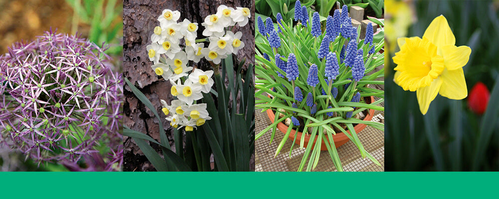 B&B-best-fall-bulbs-southern-daffodil-hyacinth-allium