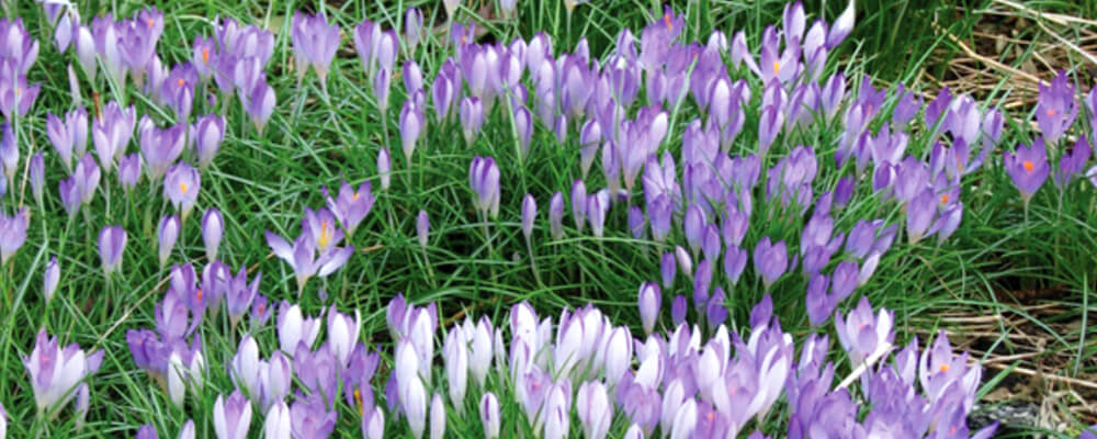 B&B-best-fall-bulbs-southern-gardens-crocus