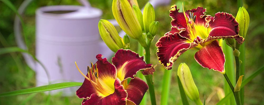 B&B-bulbs-podcast-april12-daylilies-watering-can