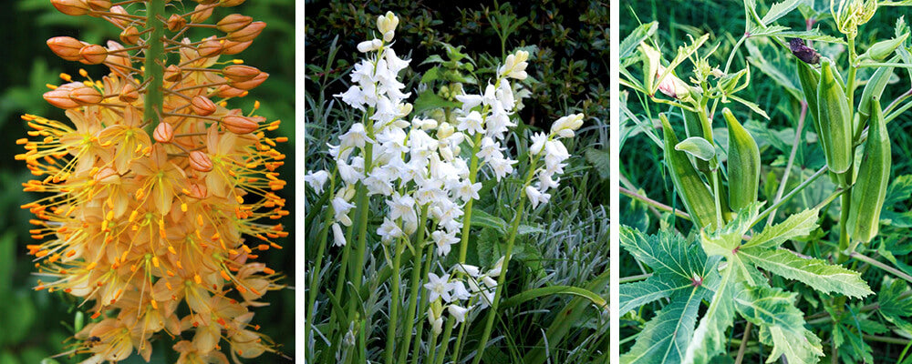 B&B-companion-plants-for-bulbs-eremus-hyacinthoides-okra