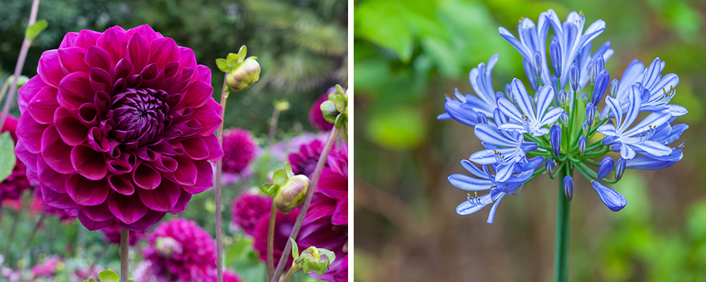 B&B dahlia tuberose