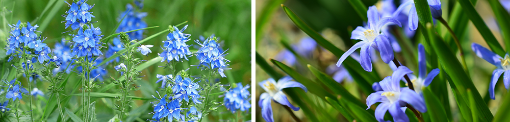 blue in the garden speedwell veronica chionodoxa