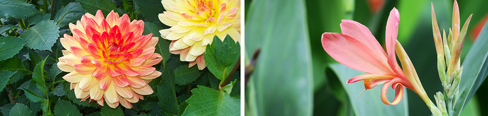 bulb perennial care dahlia canna lily