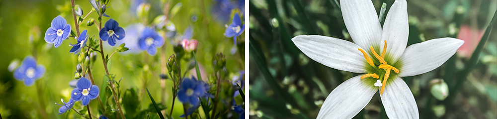 bulb perennial care veronica zephyranthes rain lily