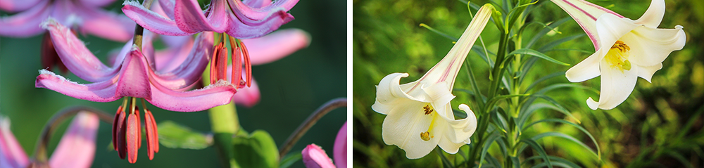 lily varieties