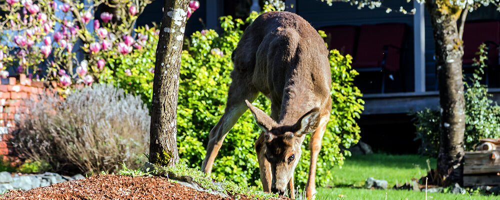 B&B-earth-friendly-growing-gardening-deer