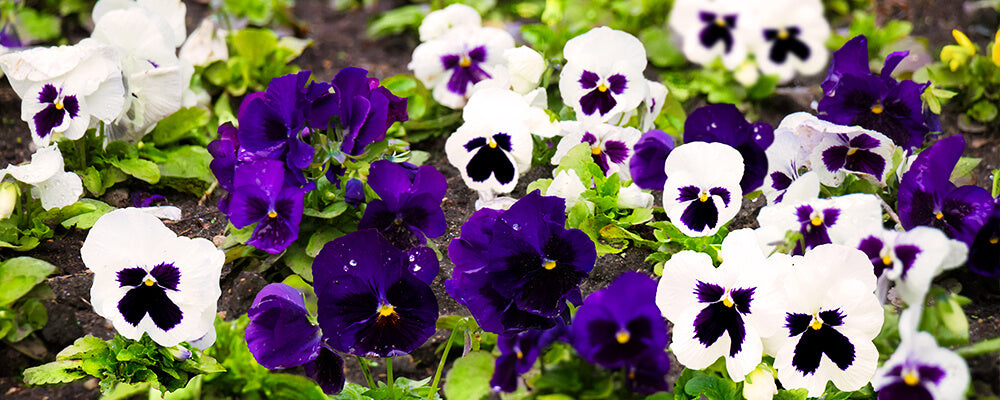 B&B-earth-friendly-growing-gardening-violas-flowers