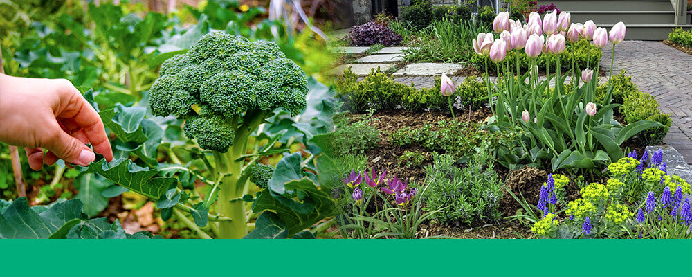 B&B-foodscaping-broccoli-tulips-home-garden