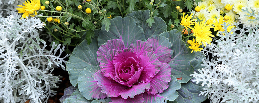 B&B-foodscaping-cabbage-silver-falls