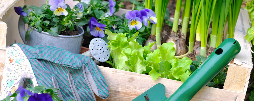 B&B-foodscaping-daffodils-irises-lettuce-plants