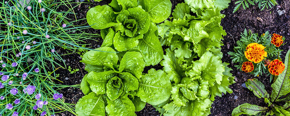 B&B-foodscaping-lettuce-allium-plants