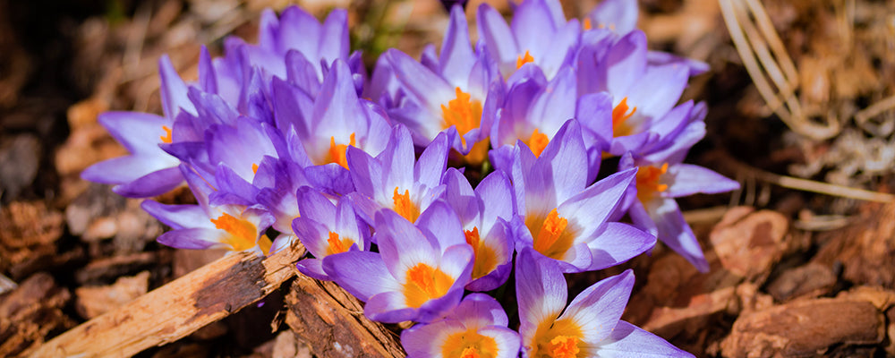 B&B-garden-maintenance-fall-bulbs-crocuses-close-up