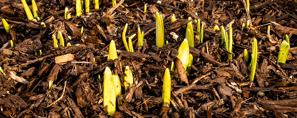 B&B-garden-maintenance-fall-bulbs-daffodils-sprouting-mulch