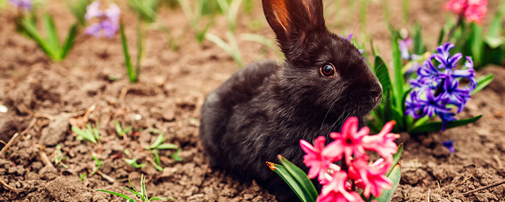 B&B-garden-maintenance-fall-bulbs-rabbit-with-hyacinth