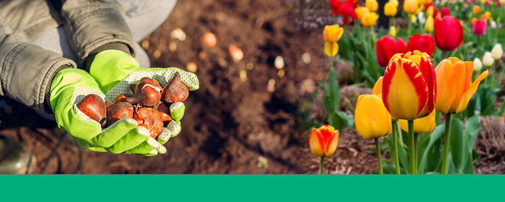 B&B-garden-maintenance-fall-bulbs-tulip-bulbs-flowers