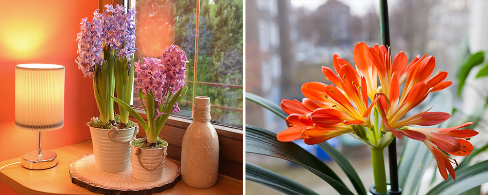 grow lights bulbs indoors lamp window hyacinths lily