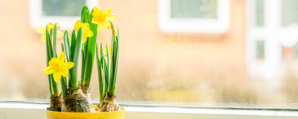 grow lights bulbs indoors window natural light daffodils