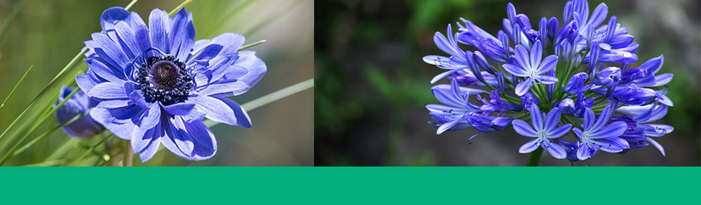blue bulbs in the garden anemone flower agapanthus