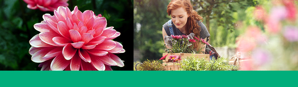 planting dahlias woman planting flowers