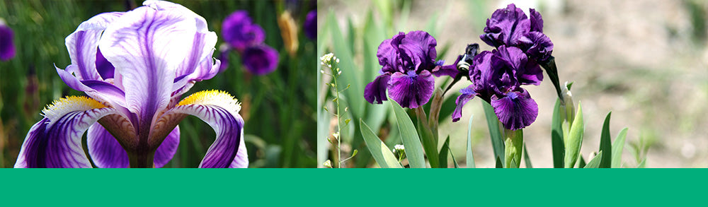 irises purple header