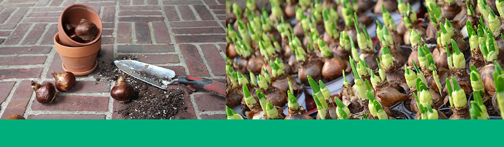 transplanting bulbs header