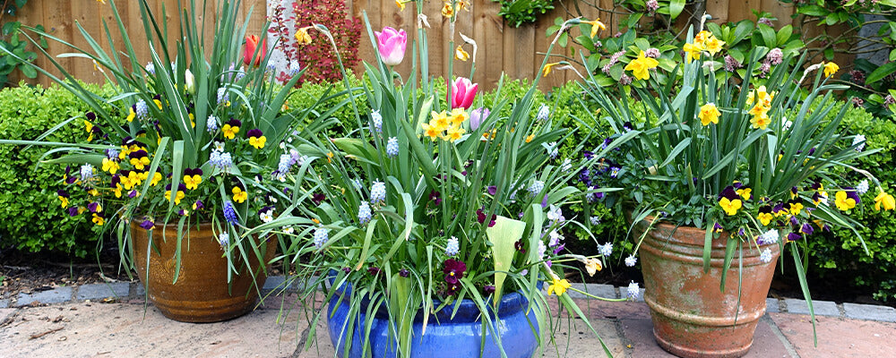 B&B-living-flower-arrangements-daffodils-tulips-muscari
