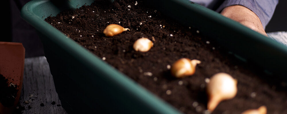 B&B-make-indoor-bulbs-last-longer-bulbs-in-planter