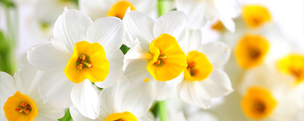 B&B-make-indoor-bulbs-last-longer-daffodils-up-close