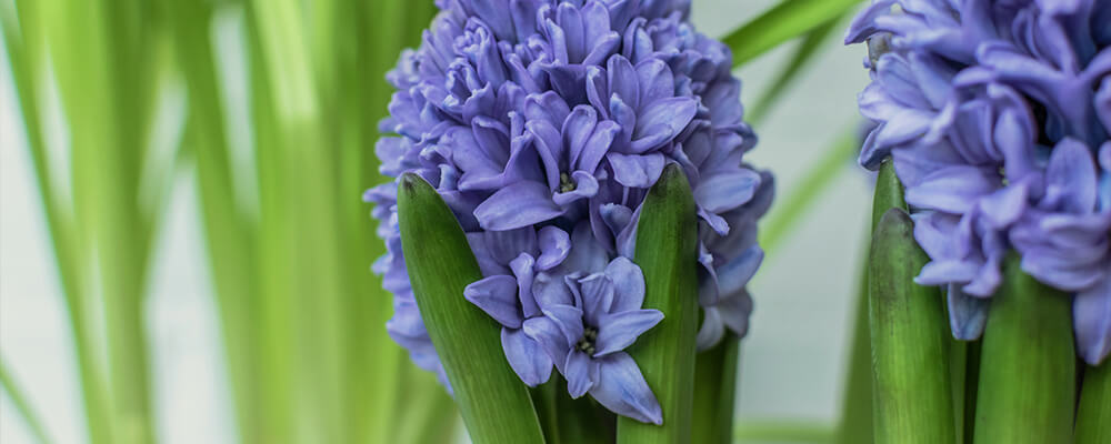 B&B-make-indoor-bulbs-last-longer-hyacinth-indoors