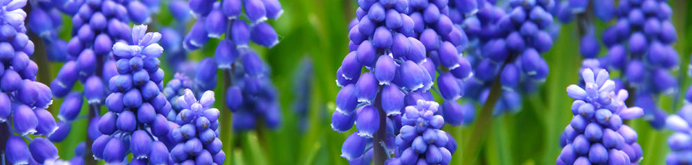 blue bulbs in the garden muscari grape hyacinth