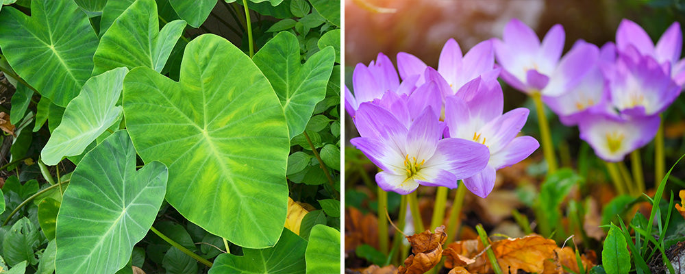 colocasia colchicum fall in the garden