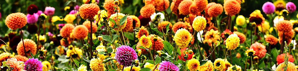 dahlia garden planting