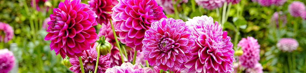 making dahlias last longer