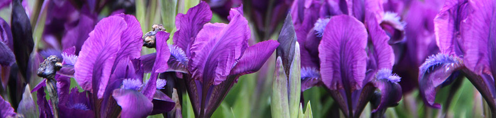 purple irises