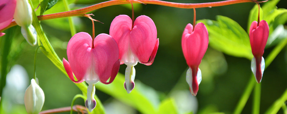 B&B plant with tulips pink bleeding hearts
