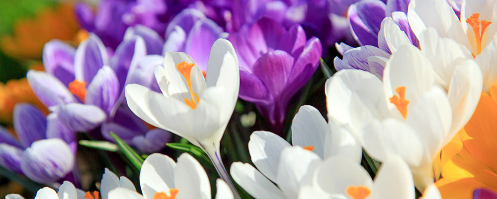 B&B plant with tulips white purple crocus