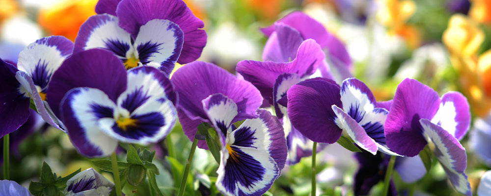 B&B plant with tulips white purple pansies