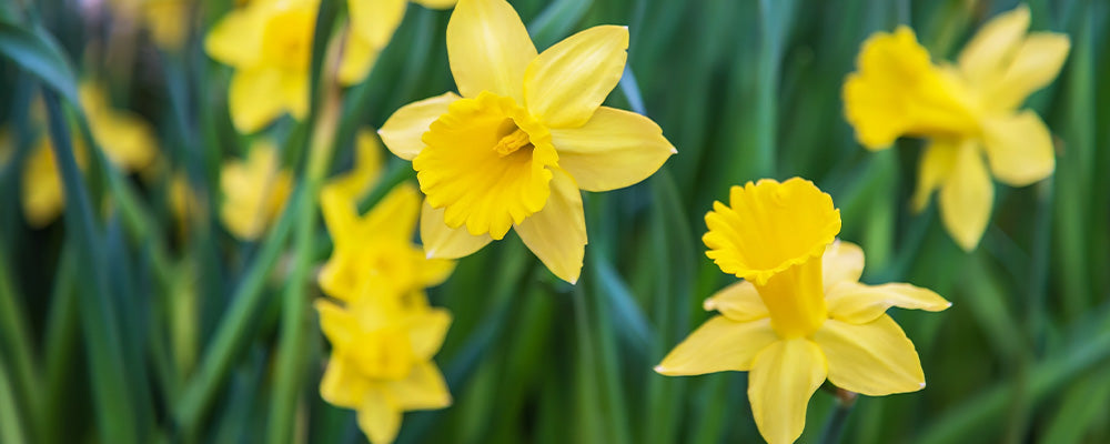 B&B plant with tulips yellow daffodils