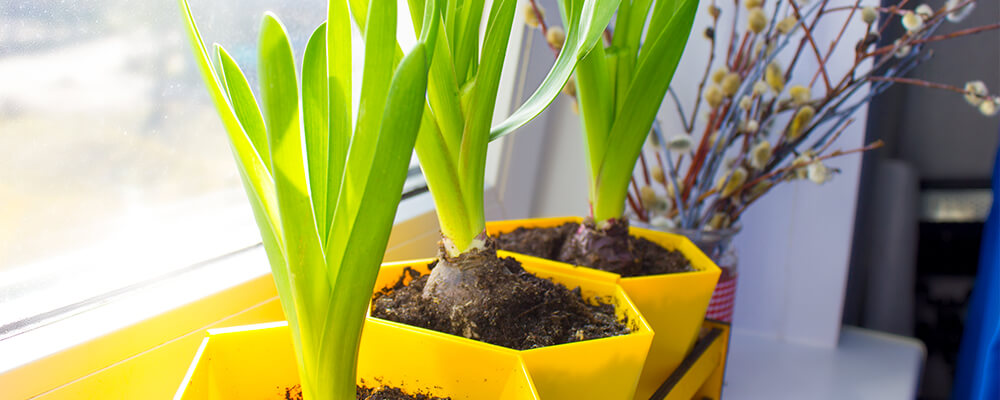 B&B-problems-forcing-bulbs-indoors-leggy-bulbs-not-blooming