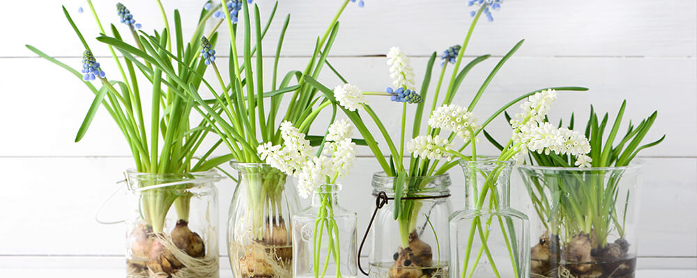 B&B-problems-forcing-bulbs-indoors-muscari-bulbs-in-water