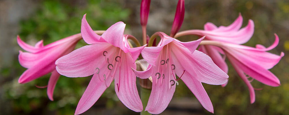 B&B-spring-2021-catalogue-crinum