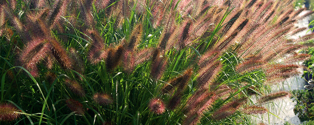 B&B-spring-2021-catalogue-pennisetum-red-head-grass