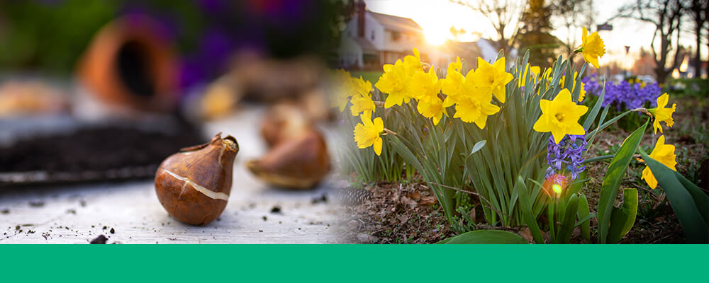 B&B-spring-bulbs-planted-in-fall-frost-bulbs-daffodils