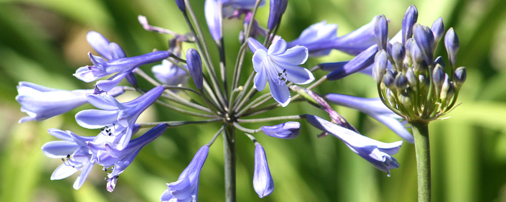 triteleia triplet lily unique bulbs fall planting