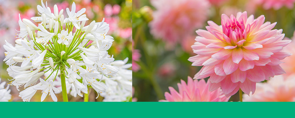 B&B tuberose dahlia header