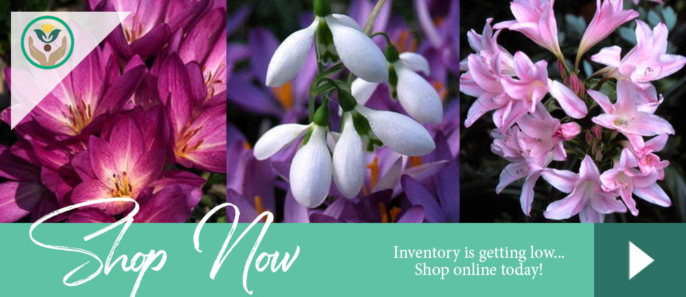 Brent & Becky's Online Garden Store - Viriginia