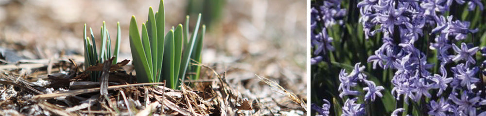 Flowers sprouting - Fall planting, fall gardening