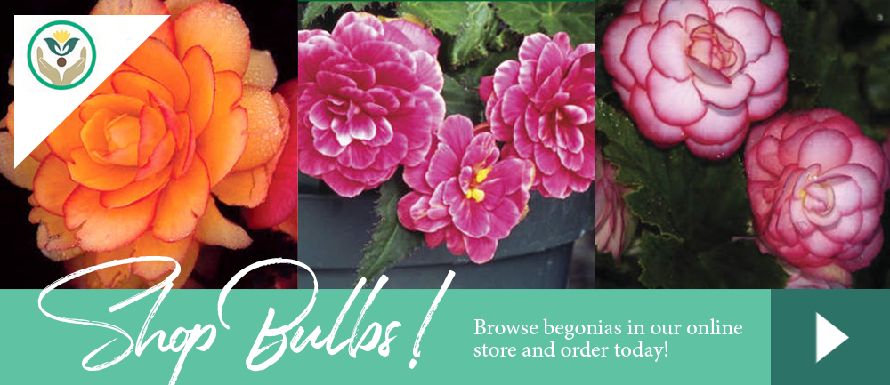 Begonia Bulbs shop online store varieties growing gardening planting 
