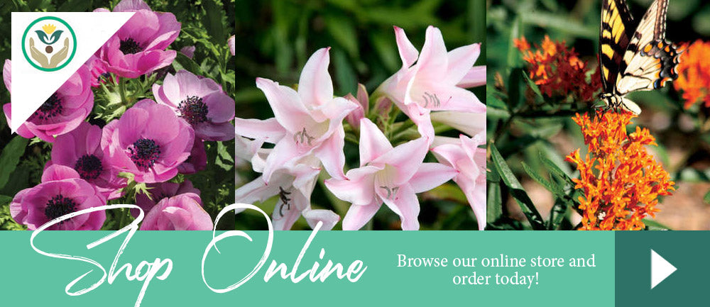 Spring Flowers Online Store